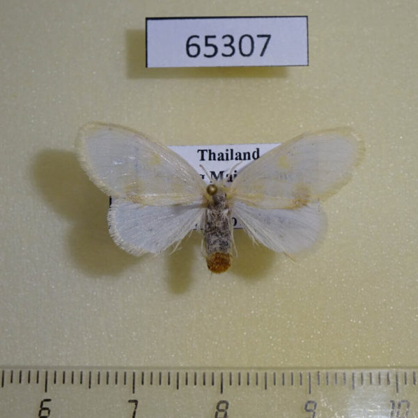 Lymantridae Euproctis sp. f Thailand
