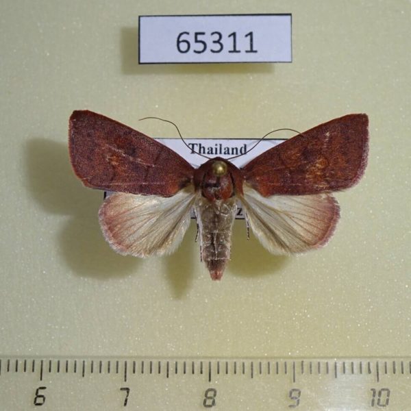 Noctuidae Xenochroa sp. Thailand