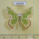 65324p Geometridae Eucyclodes sanguilineata Thailand $9