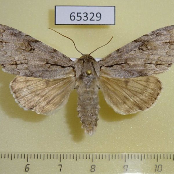 Noctuidae Acronicta gigasa Thailand