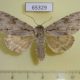 65329p Noctuidae Acronicta gigasa Thailand $8