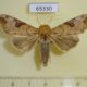 65330p Noctuidae Tiracola plagiata Thailand $6