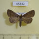 65332p Noctuidae Simplicia cornicalis Thailand $8