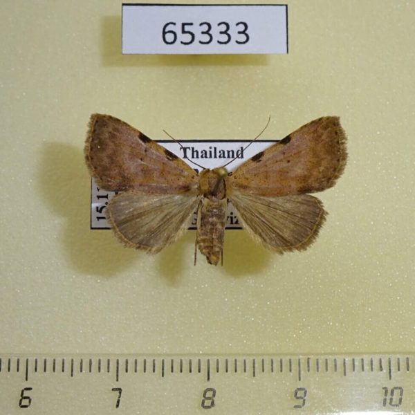 Noctuidae Plecoptera sp. Thailand