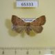 65333p Noctuidae Plecoptera sp. Thailand $6