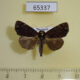 65337p Noctuidae Dinumma placens Thailand $10