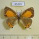 65339p Lycaenidae Ussuriana michaelis f Primorye $7