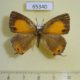 65340p Lycaenidae Ussuriana michaelis f Primorye $7