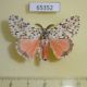 65352p Lymantridae Lymantria subrosea Thailand $8