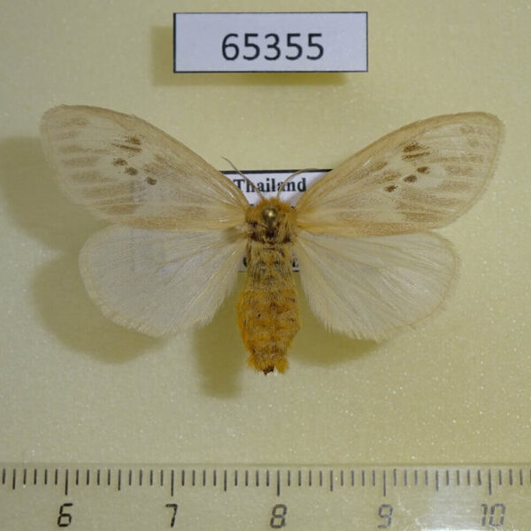 Lymantridae Pantana sp. ochripalpis f Thailand
