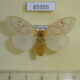 65355p Lymantridae Pantana sp. ochripalpis f Thailand $10