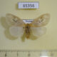 65356p Lymantridae Pantana sp. ochripalpis f Thailand $10