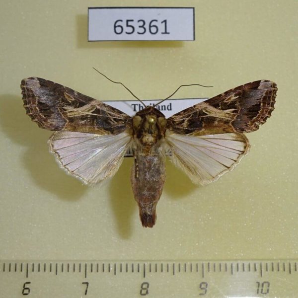 Noctuidae Spodoptera litura Thailnad