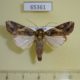 65361p Noctuidae Spodoptera litura Thailnad $9