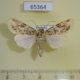 65364p Noctuidae Spodoptera picta Thailand $10