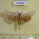 65367p Notodontiidae Ambadra modesta Thailand $8