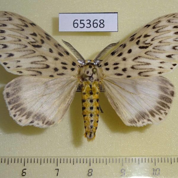 Lymantridae Imaus munda Thailand