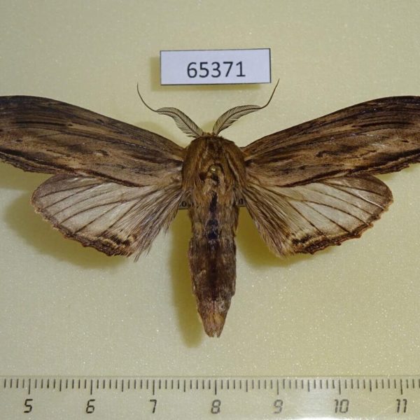 Notodontiidae Rachia striata Vietnam