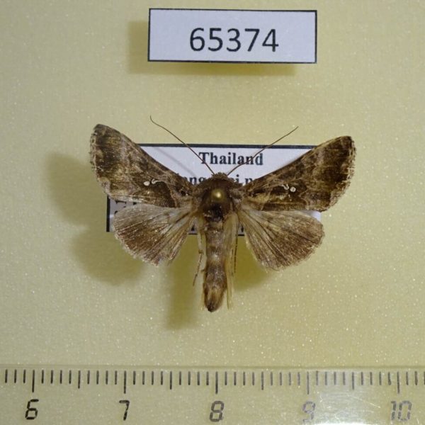 Noctuidae Ctenoplusia tarassota Thailand