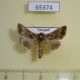 65374p Noctuidae Ctenoplusia tarassota Thailand $6
