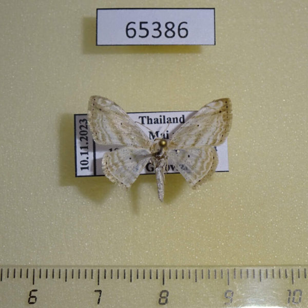 Geometridae Scopula pithogona Thailand