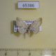 65386p Geometridae Scopula pithogona Thailand $5