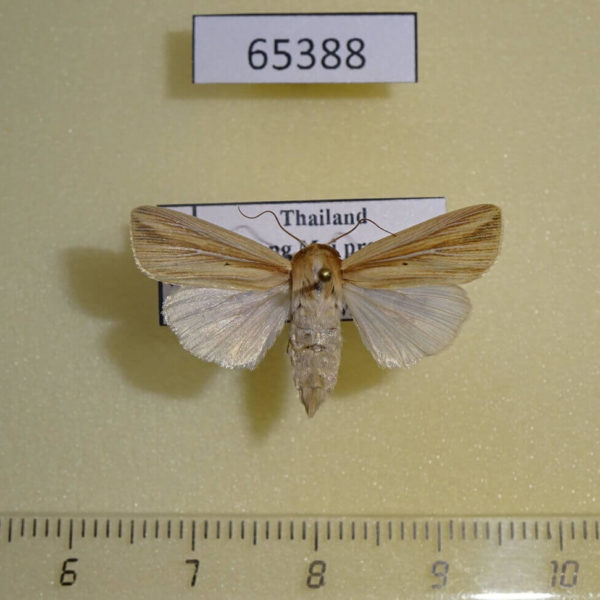 Noctuidae Mythimna lineatipes Thailand