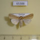65388p Noctuidae Mythimna lineatipes Thailand $8