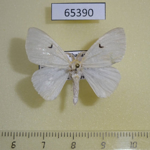 Lymantridae Arctornis comma Thailand