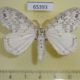 65393p Lymantridae Psilochira lineata Thailand $10