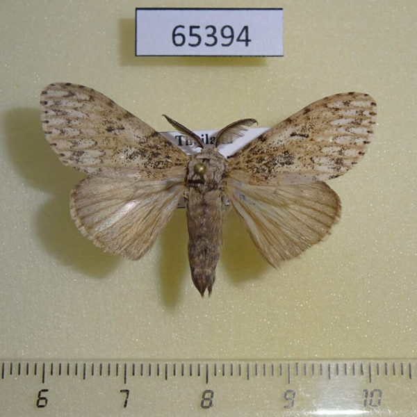 Lymantridae Lymantria sp. gaborronkayi Thailand