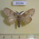 65394p Lymantridae Lymantria sp. gaborronkayi Thailand $6