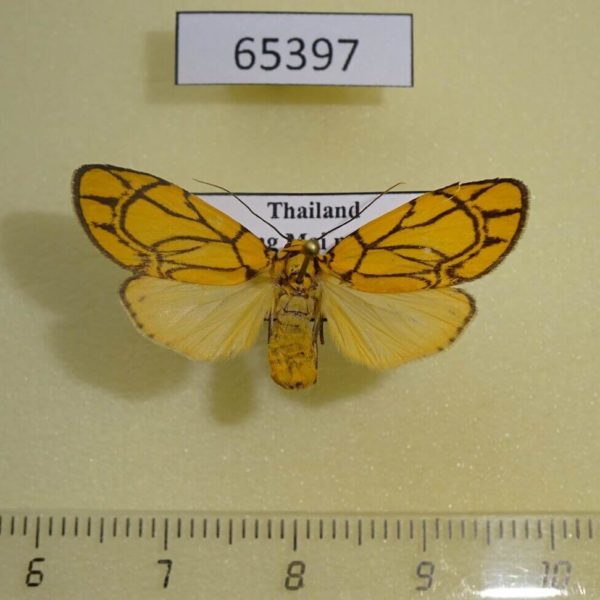 Arctiidae Cyme euprepioides f Thailand