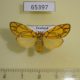 65397p Arctiidae Cyme euprepioides f Thailand $7