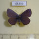 65399p Lycaenidae Vacciniina optilete Primorye $4