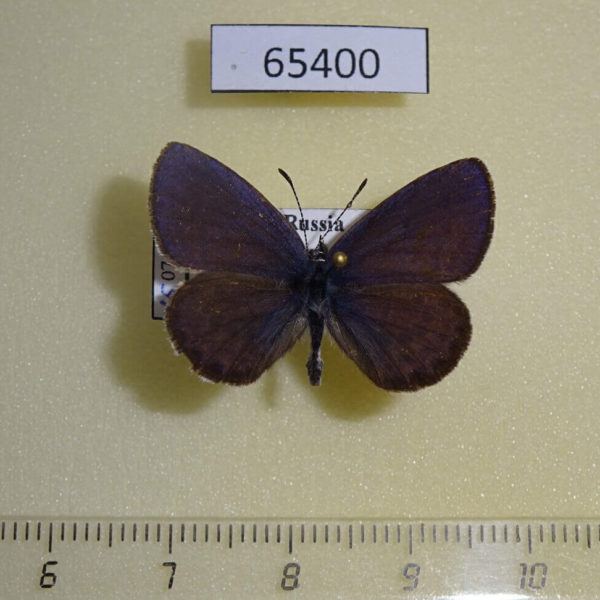 Lycaenidae Vacciniina optilete Primorye