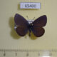 65400p Lycaenidae Vacciniina optilete Primorye $5