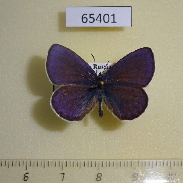 Lycaenidae Vacciniina optilete Primorye