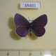 65401p Lycaenidae Vacciniina optilete Primorye $4