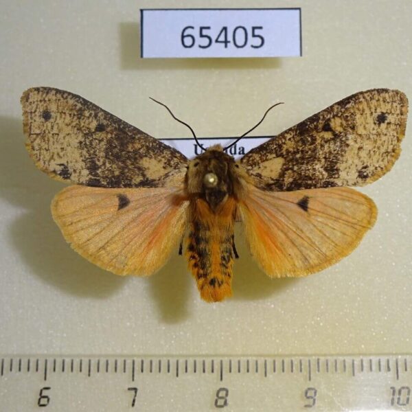 Arctiidae Teracotona wittei Uganda
