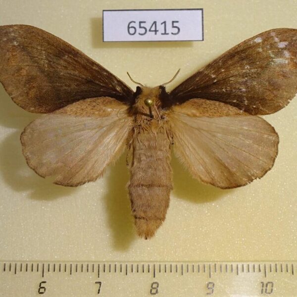 Lasiocampidae Stoermeriana sp. cuneata f Uganda