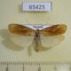 65425p Arctiidae Lophilema nguru Uganda $9