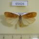 65426p Arctiidae Lophilema nguru Uganda $9