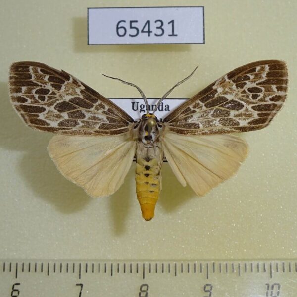 Arctiidae Galtara sp. Uganda