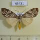 65431p Arctiidae Galtara sp. Uganda $25