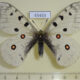65433p Papilionidae Parnassius a. hesebolus Transbaikal reg. $10