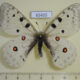 65435p Papilionidae Parnassius a. hesebolus Transbaikal reg. $10