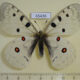 65436p Papilionidae Parnassius a. hesebolus Transbaikal reg. $10