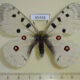 65438p Papilionidae Parnassius a. hesebolus Transbaikal reg. $7