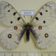 65439p Papilionidae Parnassius a. hesebolus Transbaikal reg. $9